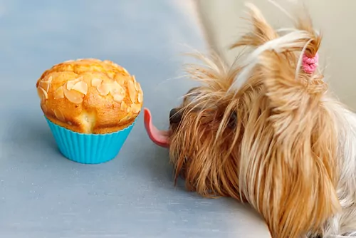 guard against xylitol toxicity in dogs by removing sweets