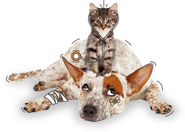 PD Insurance New Zealand