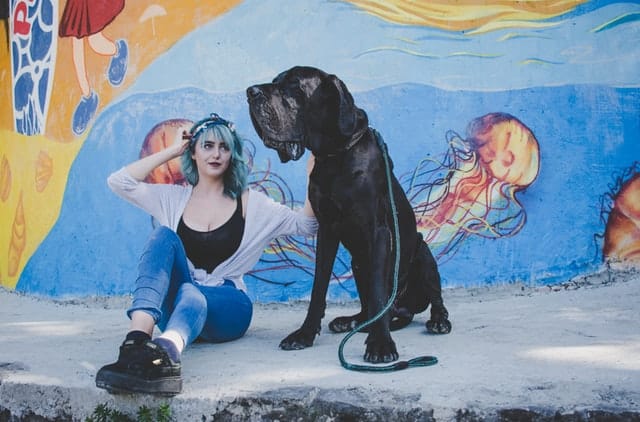 this Great Dane is one of the biggest dog breeds in the world