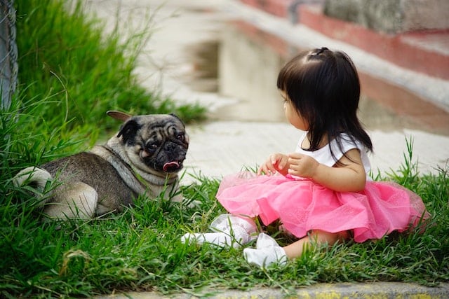 A little girl joyfully interacting with a pug dog, one of the popular brachycephalic breeds.