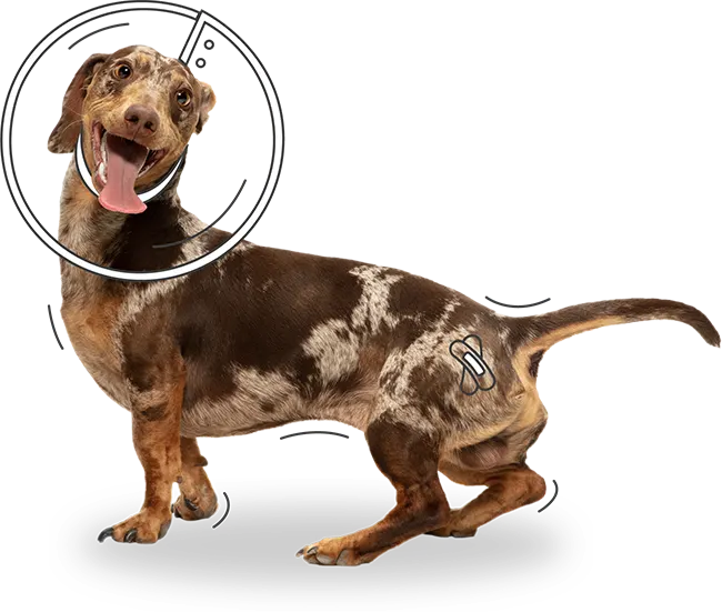 dog insurance NZ