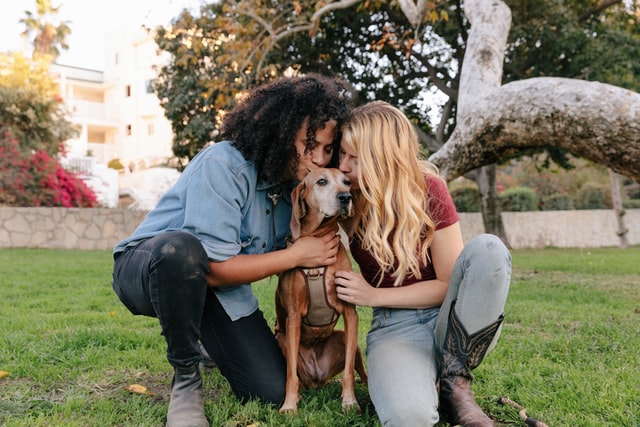 pet owners make sure this dog breed's daily exercise requirements are met