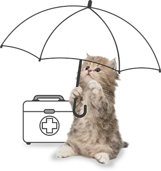 cat insurance