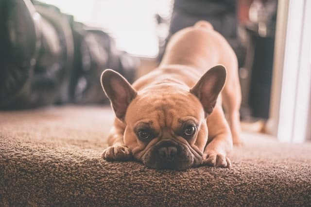 are french bulldogs prone to ear infections