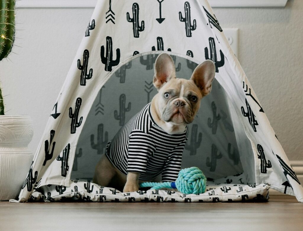 A small French Bulldog wearing a striped shirt sits inside a cactus-patterned tent, with a blue rope toy on the floor in front.