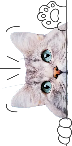 compare pet insurance