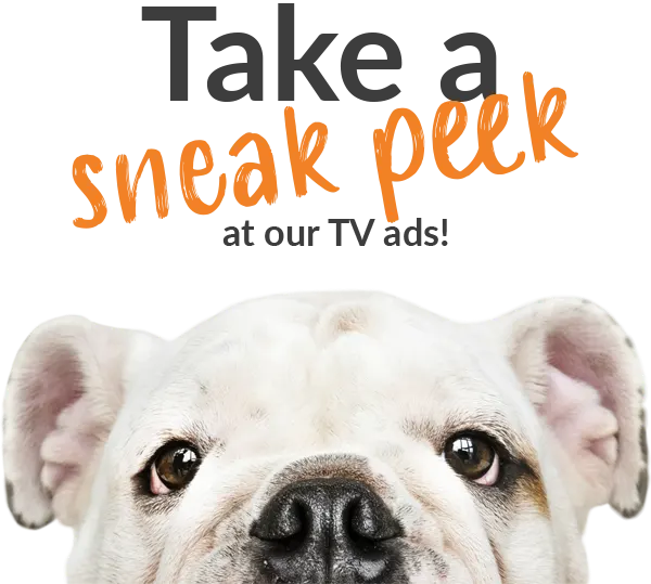 PD Insurance New Zealand