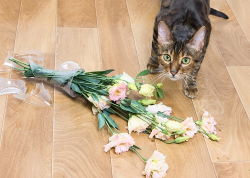 the price of pets includes poroperty damage like what's happened with this tabby cat knocking a vase of flowers to the floor