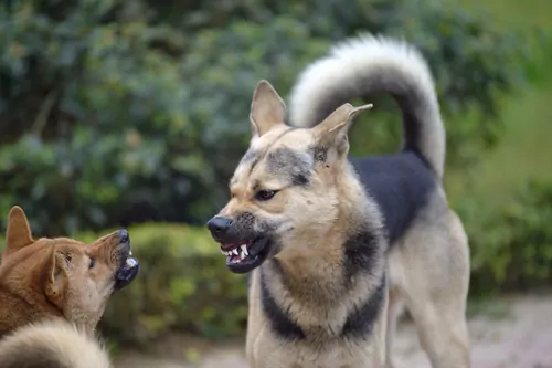 dog snarling at another dog - a bite could be covered by third party insurance