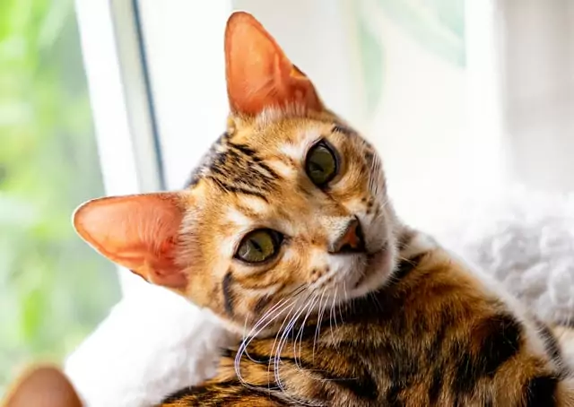 A Toyger cat looks lovingly at its owner