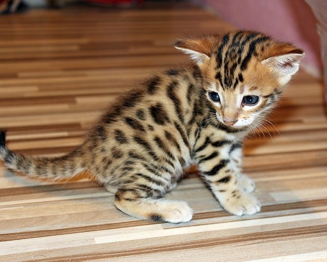 a Toyger kitten looks hesitantly at its surroundings