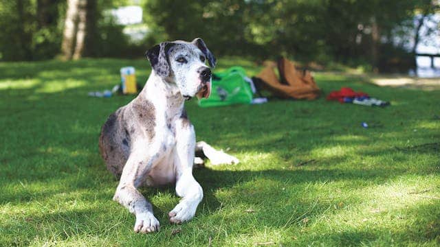 The biggest dog in the world, a great dane, peacefully laying on the grass.