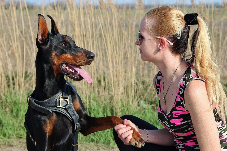 owner ensures her Doberman's dog breed exercise requirements are fulfilled daily