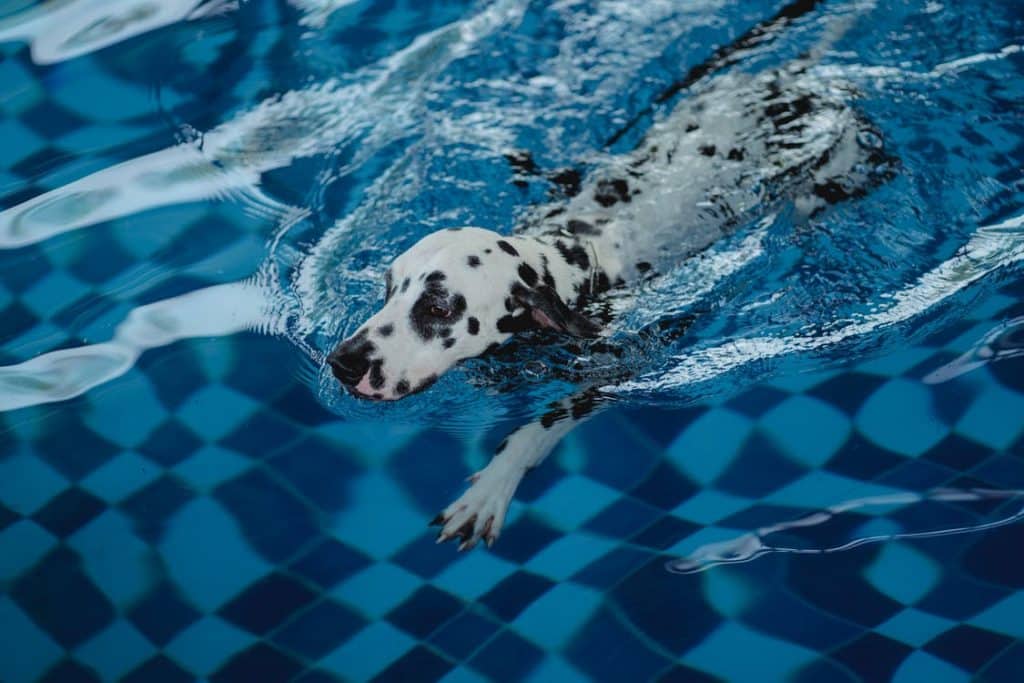 Dalmation swims to exercise