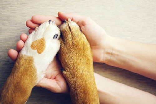 dog paws on human hands with fur which looks like a heart. Represents the importance of pet insurance to protect your dog, even if they have a pre-existing condition