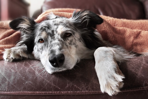 black and white australian collie dog sick under red blanket - he may have a pre-existing condition