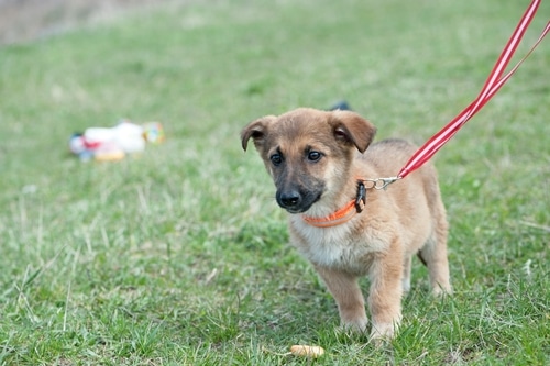 On National Puppy Day, a choose-a-puppy event takes place where a small brown puppy is walking on a leash in the grass.