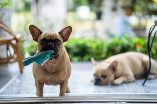 french bulldog chewing shoe - ingestion claims are fourth in our pet insurance claims list