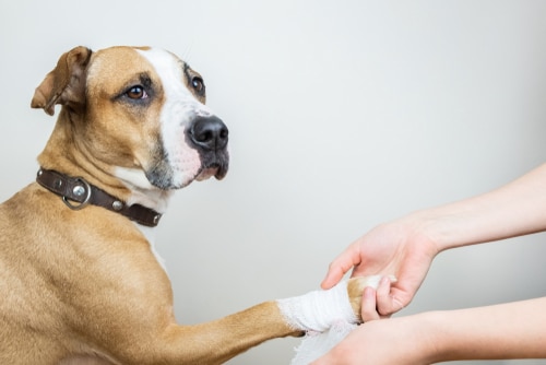 boxer having paw bandaged - injuries are the third most common claims for pet insurance