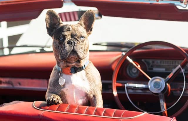 Prep well for travelling with your dog in the car