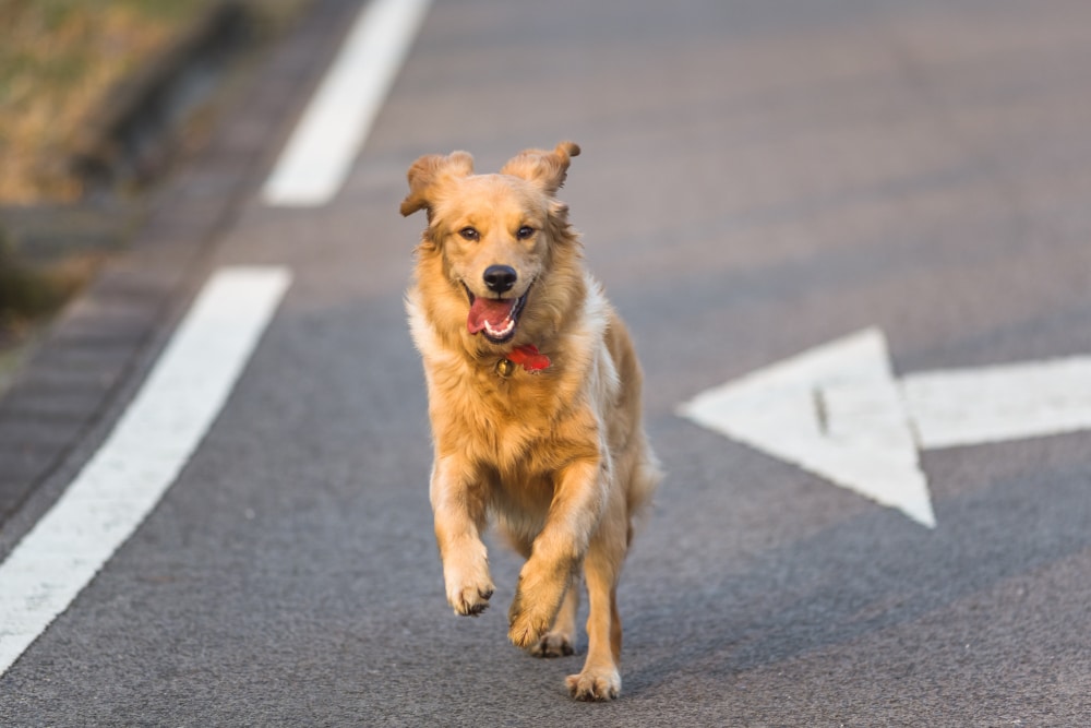 A golden retriever dog, mindful of pet road safety, runs on a paved road next to a white arrow painted on the surface.