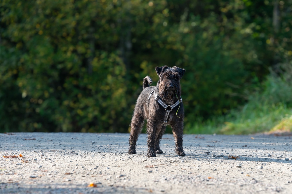 A black, curly-haired dog wearing a harness stands on a gravel path with green foliage in the background, showcasing pet road safety.