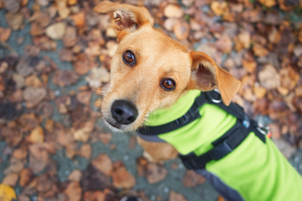 A small brown dog wearing a green harness looks up at the camera, standing on a ground covered with fallen autumn leaves—a perfect example of pet road safety during outdoor walks.