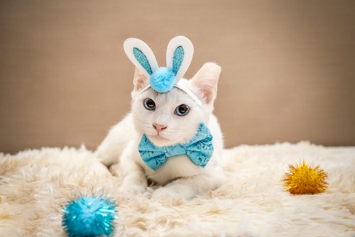 cat in Easter costume
