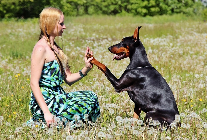 pet behaviourist helps aggressive dog become calm