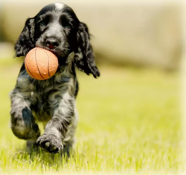 puppy plays after having a hereditary and congenital conditions health screening for dogs