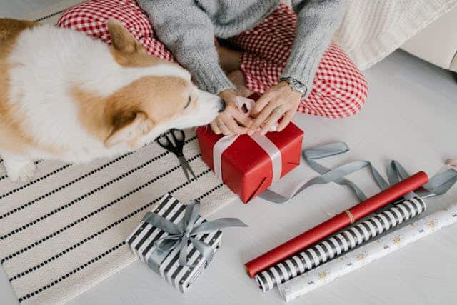 Presents for Cat Lovers and Dog Lovers PD Insurance NZ