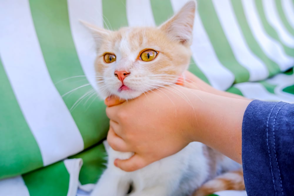 A pet owner helps their new kitten is choking