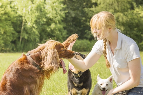 pet behaviourist helps adopted dogs unlearn previous behaviours