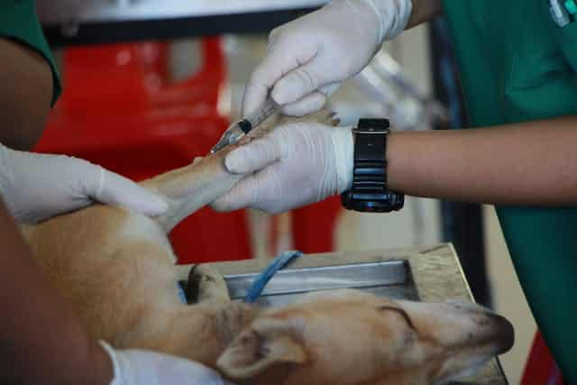 A dog being examined by a veterinarian for gastroenteritis.