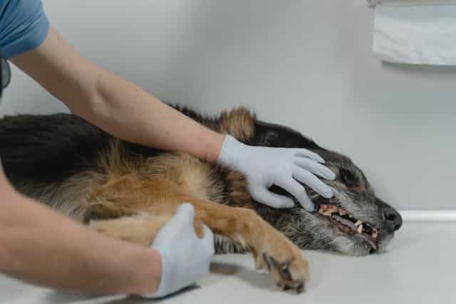 A veterinarian checking a dog's gums to see how dehydrated they are from vomiting as a result of gastroenteritis