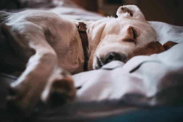 A white dog peacefully sleeps at home after a hard night at the vet clinic resulting from chronic gastroenteritis
