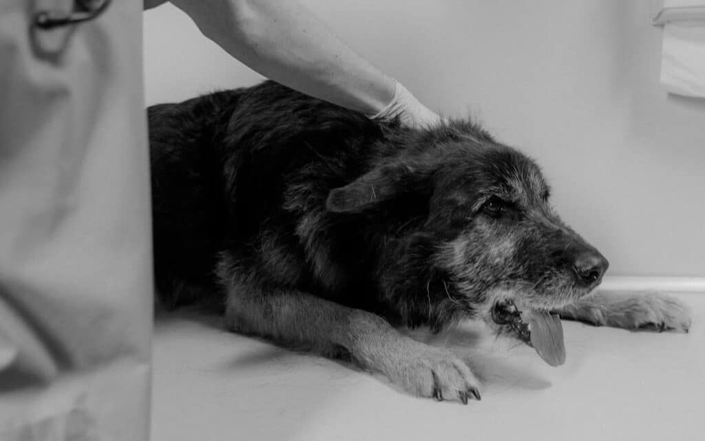 A dog being examined by a veterinarian is gagging because of vomiting