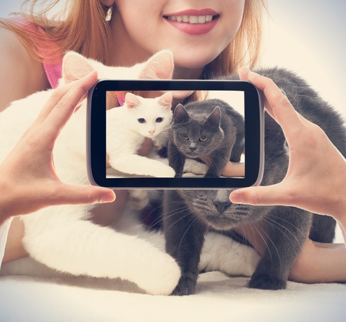 close up of someone taking photo of black cat and grey cat through smart phone with woman cuddling the two cats