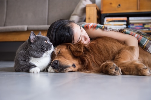 woman sleeping with golden retriever dog and grey and white cat