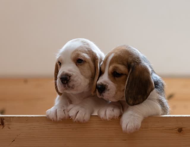 purebred beagle puppies with paws on ledge
