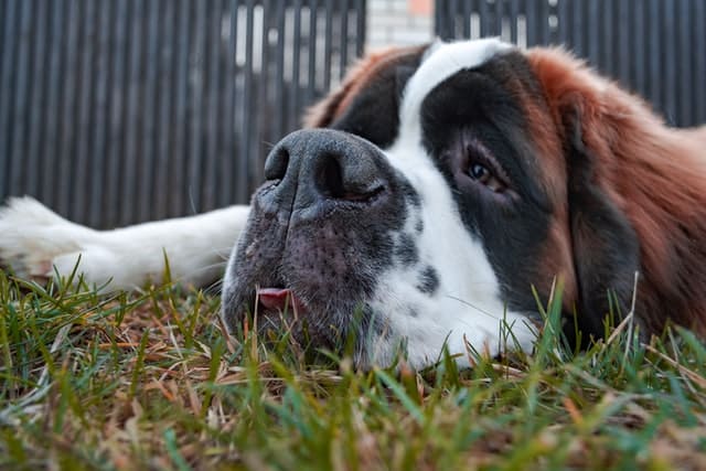 Purebred Saint Bernard dog lying on grass with tongue out - close up shot of face and nose