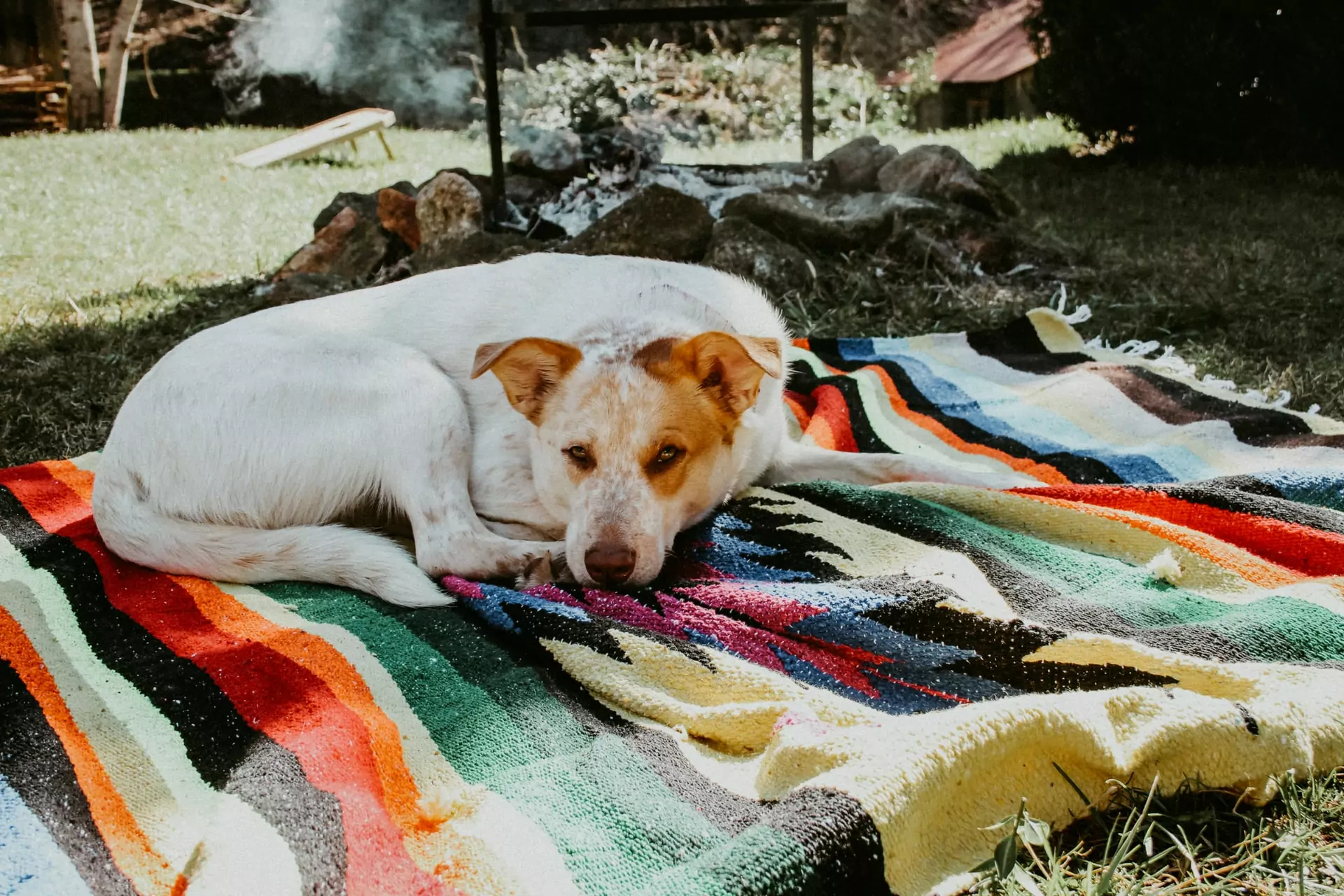 This pup is enjoying dog friendly camping