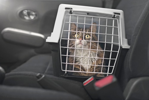 pet travel cat in a safe crate in a car back seat for travelling on the road