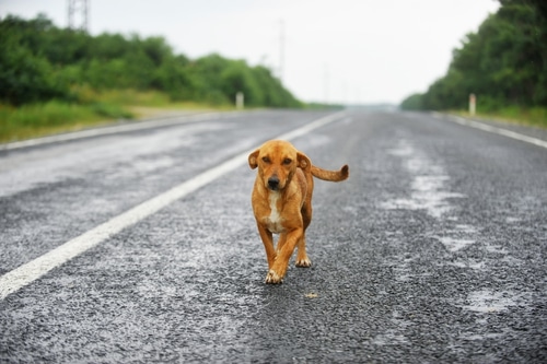 dog in middle of road in new zealand