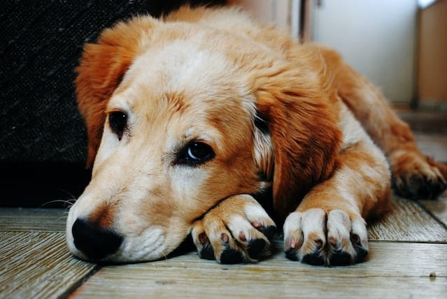 what causes gastroenteritis in dogs