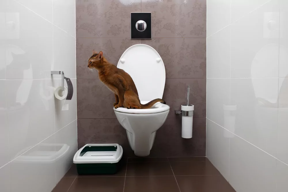 cat uses the toilet