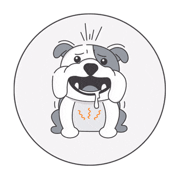 dog insurance NZ
