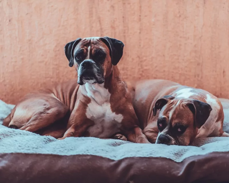 boxer dog with down syndrome