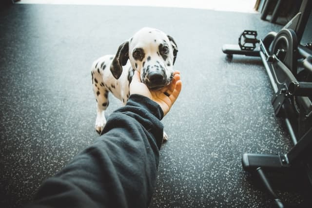 Is a dalmation the Cutest Dog In The World?