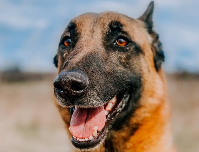 Belgian Malinois The Skydiving Dog Breed PD Insurance NZ